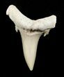 Carcharias (Extinct Sand Tiger) Shark Tooth - Eocene #3427-1